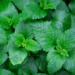 abby-boggier-boadZKqd1YM-unsplash-4 mint leaves