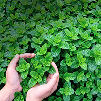 Mint Writing-grow organic traffic Mint Writing-grow organic traffic